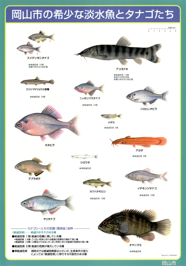 環境教育ライブラリー 岡山市の希少な淡水魚とタナゴたち